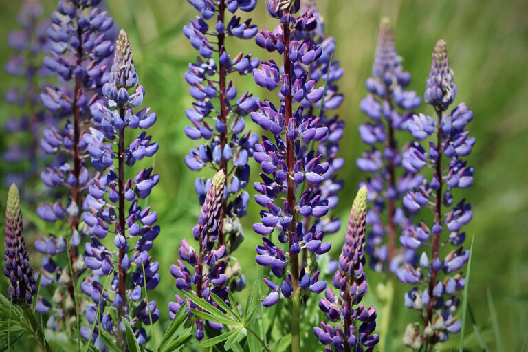 Lulpinen stehen in voller lila Blüte auf dem Feld.