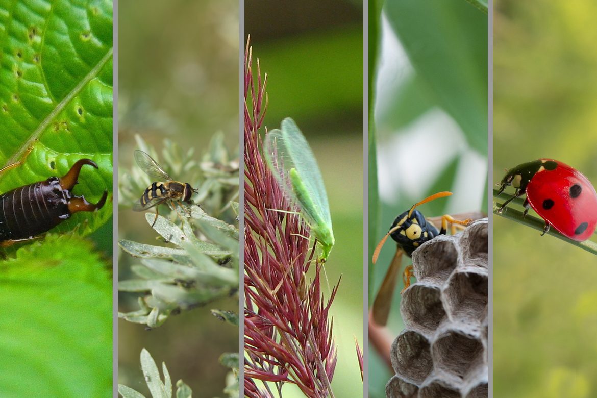 5 insectensoorten worden naast elkaar getoond: oorworm, zweefvlieg, gaasvlieg, wesp en lieveheersbeestje.